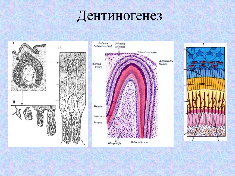 Дентиногенез